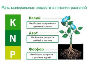 Какие вещества и микроэлементы входят в состав цветочного нектара?