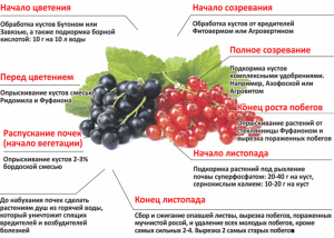 Как ухаживать за крыжовником чтобы вредители не съедали ягоды?