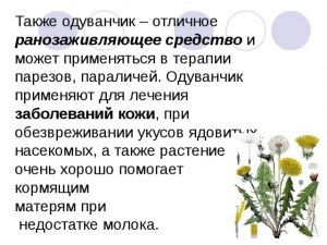 Против каких насекомых используют одуванчик? Рецепты?