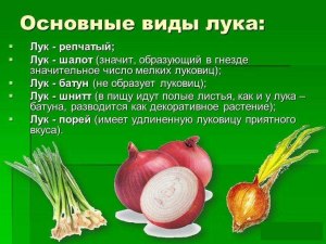 Против каких насекомых используют репчатый лук ? Рецепты?