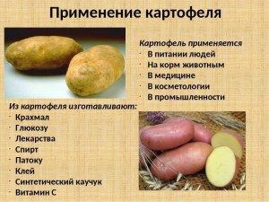 Против каких насекомых используют картофель? Рецепты?