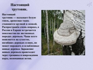 Как выглядит гриб трутовик, где растет, чем полезен?