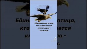 Действительно ворон такой бесстрашный, что осмеливается напасть на орла?