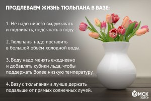 Сорванные тюльпаны мало стоят, какой есть способ продлить их "жизнь"?