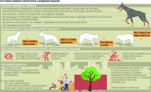 Почему может быть стая бездомных собак агрессивна к детям?