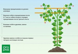 Нужно ли поворачивать рассаду овощей, чтобы выпрямить стебель?