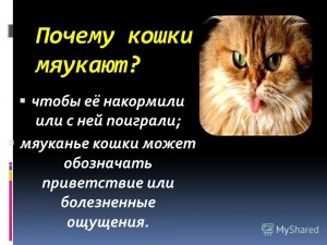 Почему кот ходит за кошкой и мяукает?