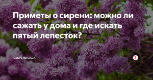 Можно ли сажать сирень возле дома? Есть какие-то приметы и суеверия?