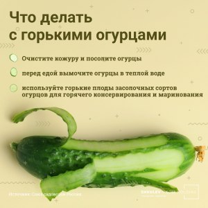 Что делать если малосольные огурцы горчат?