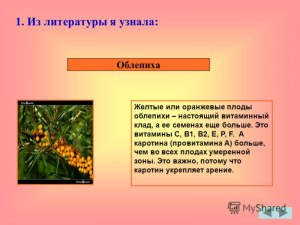 Какая облепиха лучше: желтая или оранжевая, почему?