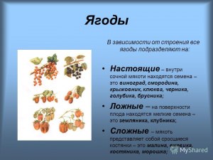 Чем объяснить разность в поведении мякоти белой смородины (см)?