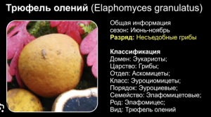 Где растет гриб олений трюфель, что знаете о нём, в пищу человеку пригоден?