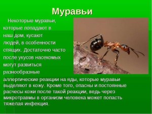 Использовать насекомых в пищу: откуда взялась эта идея и кого именно есть?