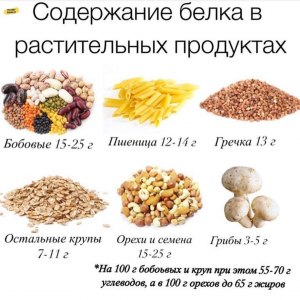 Какие продукты отличает высокое содержание растительного белка?