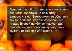 Сколько можно хранить собранную облепиху?