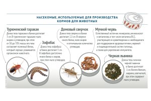 В какие продукты могут начать добавлять порошок из мяса насекомых?