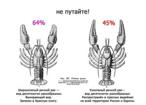 В чем различия палинки и ракии? Способы производства?