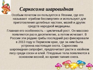 Саркосома шаровидная, что за гриб, как готовить, чем полезен, где растет?