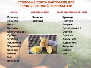 Какие сорта картофеля лучше всего подходят для производства чипсов?