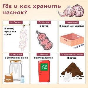 Как сохранить чеснок зимой чтобы он не высох или не пророс?