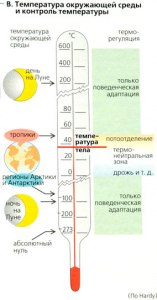 Какая температура окружающей среды оптимальна для проживания человека?