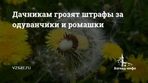 Штраф за одуванчики властям зачем? Кто его будет брать и кому пойдёт?