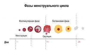 Задержка месячных 12 дней и признаки пмс ,что делать?