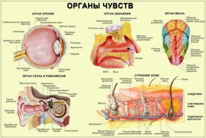 Какую роль играет нос орган чувств человека?