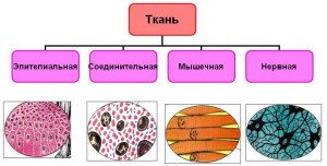 Какую функцию выполняет в мужском организме этот орган (см)?