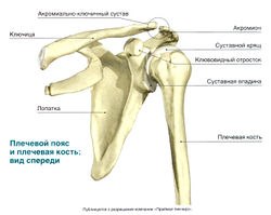 Чем отличается ротация плечевого сустава от локтевого?