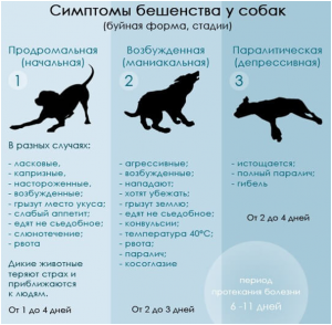 Почему современная медицина не может вылечить человека от бешенства?