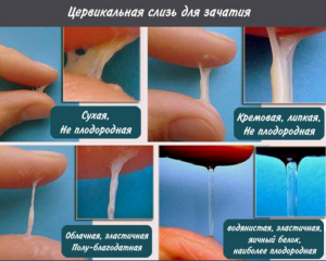 Забеременеет ли девушка, если сперма попала на половые губы?