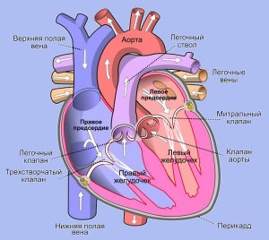 Что означает "ритм из верхнебоковых отделов правого предсердия"?