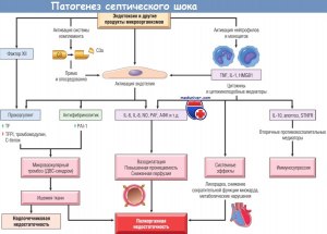 Признаки септического шока, какие они?