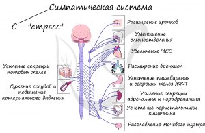 Что предпринять если нервная система расшатана?