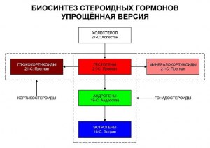 Зачем нужны стероидные гормоны?