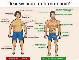 Низкий тестостерон у мужа. Как поднять?