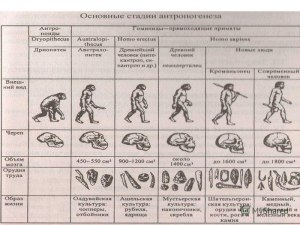 Почему прямохождение - не единств. предпосылка превращ. животн. в человека?