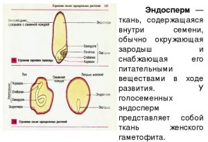 Каковы актуальные проблемы возрастной психологии?