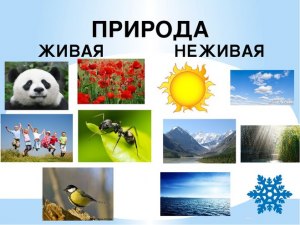 Как разделить слова на объекты и явления природы: ветер, листопад, воздух?