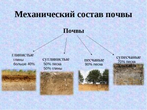 Почему суглинистые и глинистые почвы называют тяжелыми?