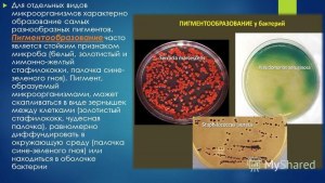 Чему будет равна масса колонии микроорганизмов через 80 минут?