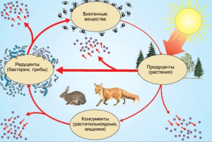 С чем связывают кризис редуцентов, начавшийся с середины ХХ века?