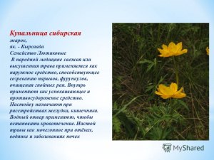 Купальница и жарок – одно и то же? Что означают слова?