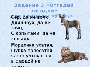 Отгадаете:Сер,да не волк,длинноух,да не заяц,с копытами,да не лошадь?