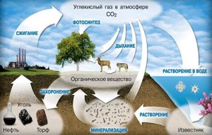 Какой процесс происходит в организме собаки, выделяется углекислый газ?