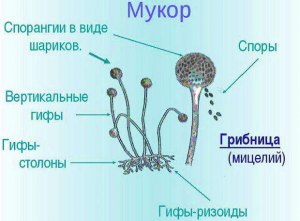 Какое оборудование использовать для исследования плесневого гриба мукора?