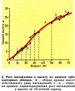 В каких случаях измеряют рост, а в каких-высоту?