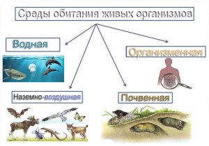 Что из перечисленного является главной особенностью водной среды обитания?