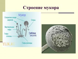 Екатерина рассмотрела плесневый гриб мукор, как выполнить задание?